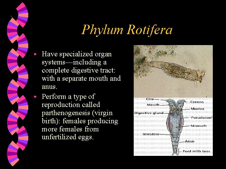 Phylum Rotifera Have specialized organ systems—including a complete digestive tract: with a separate mouth