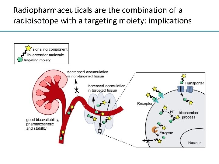Radiopharmaceuticals are the combination of a radioisotope with a targeting moiety: implications 