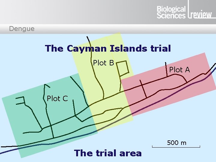 Dengue The Cayman Islands trial Plot B Plot A Plot C 500 m The