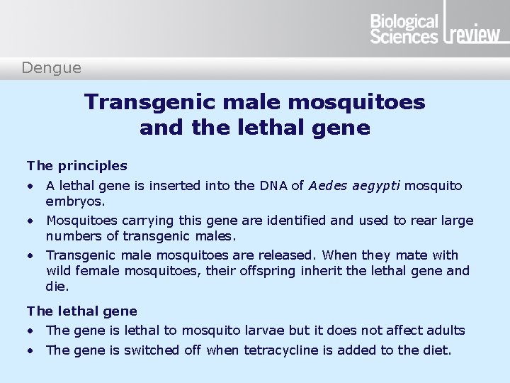 Dengue Transgenic male mosquitoes and the lethal gene The principles • A lethal gene