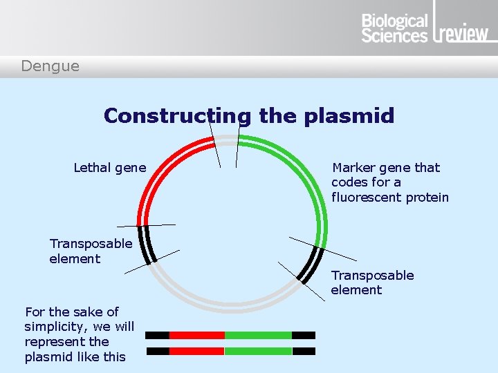 Dengue Constructing the plasmid Lethal gene Marker gene that codes for a fluorescent protein