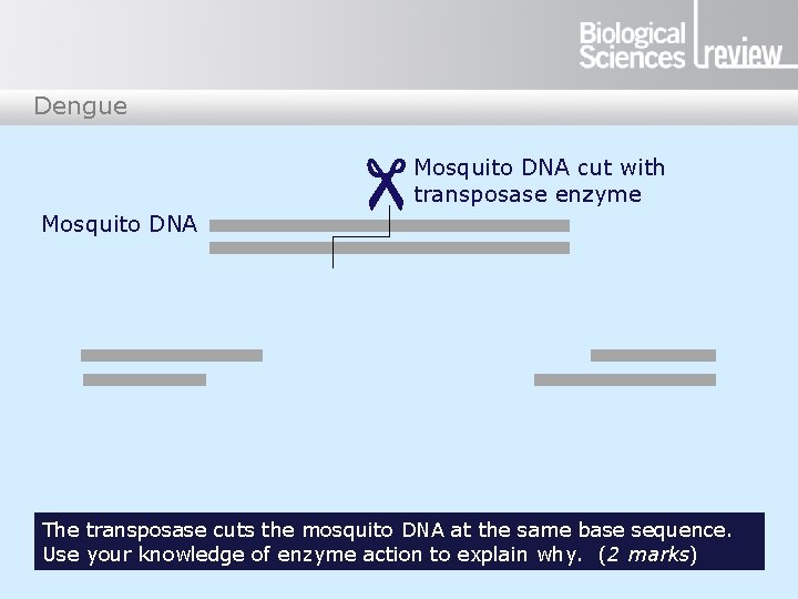 Dengue Mosquito DNA cut with transposase enzyme The transposase cuts the mosquito DNA at