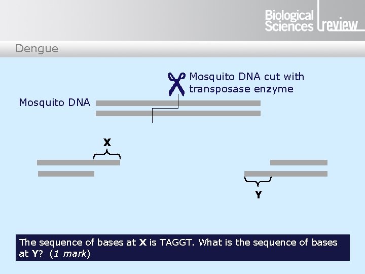 Dengue Mosquito DNA cut with transposase enzyme X Y The sequence of bases at