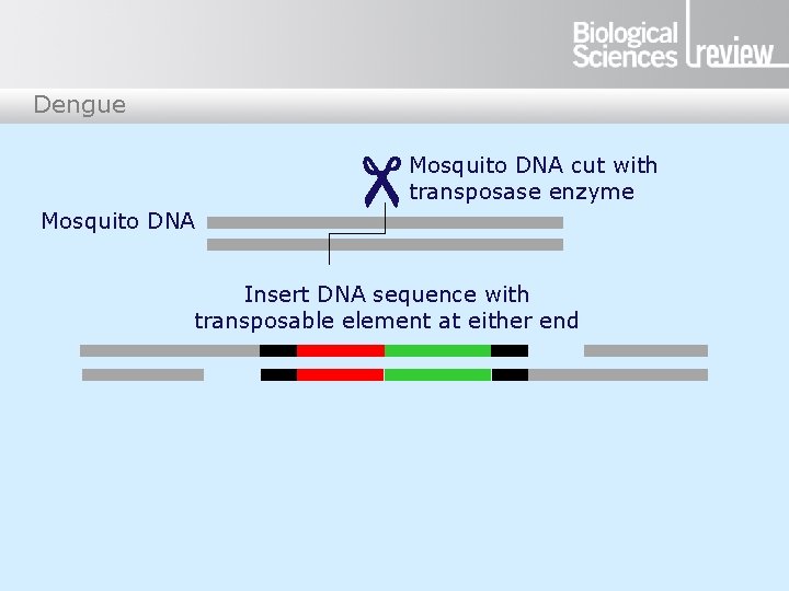 Dengue Mosquito DNA cut with transposase enzyme Insert DNA sequence with transposable element at
