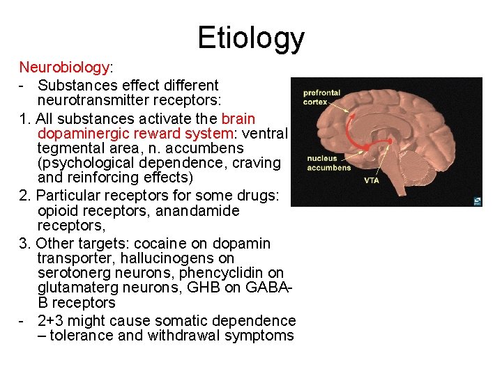 Etiology Neurobiology: - Substances effect different neurotransmitter receptors: 1. All substances activate the brain