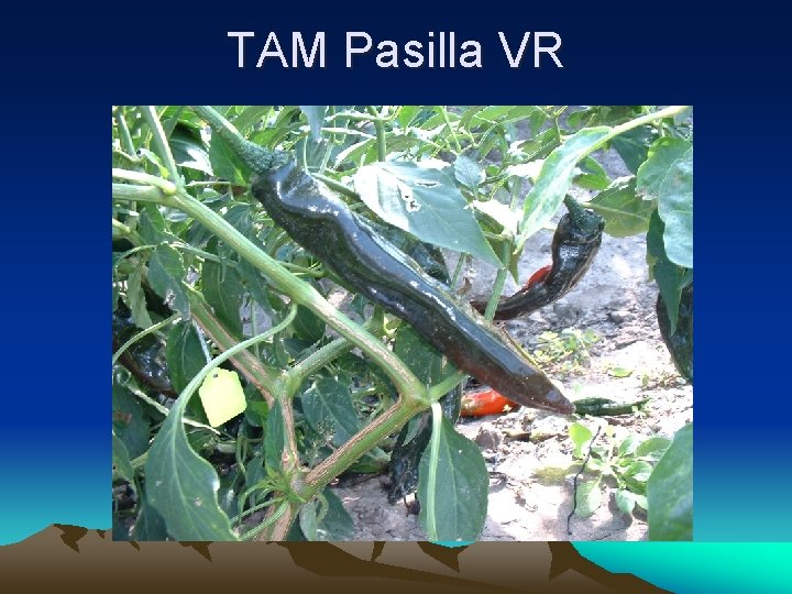 TAM Pasilla VR 