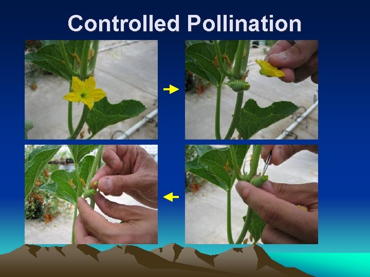 Controlled Pollination 