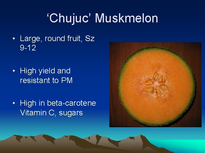 ‘Chujuc’ Muskmelon • Large, round fruit, Sz 9 -12 • High yield and resistant