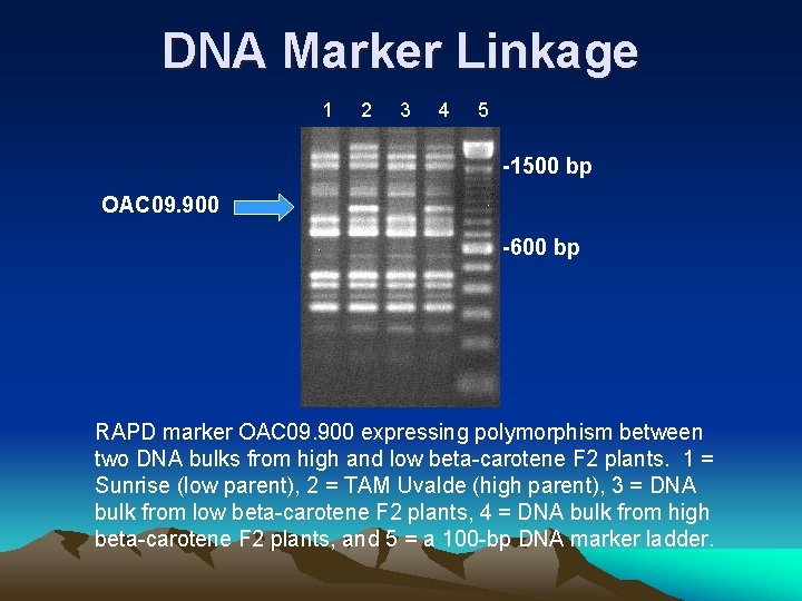 DNA Marker Linkage 1 2 3 4 5 -1500 bp OAC 09. 900 -600