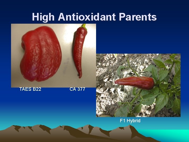 High Antioxidant Parents TAES B 22 CA 377 F 1 Hybrid 