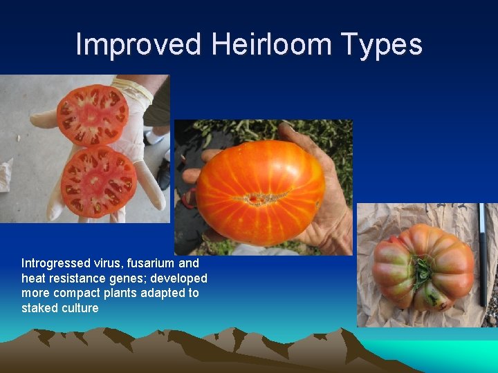 Improved Heirloom Types Introgressed virus, fusarium and heat resistance genes; developed more compact plants