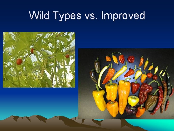 Wild Types vs. Improved 