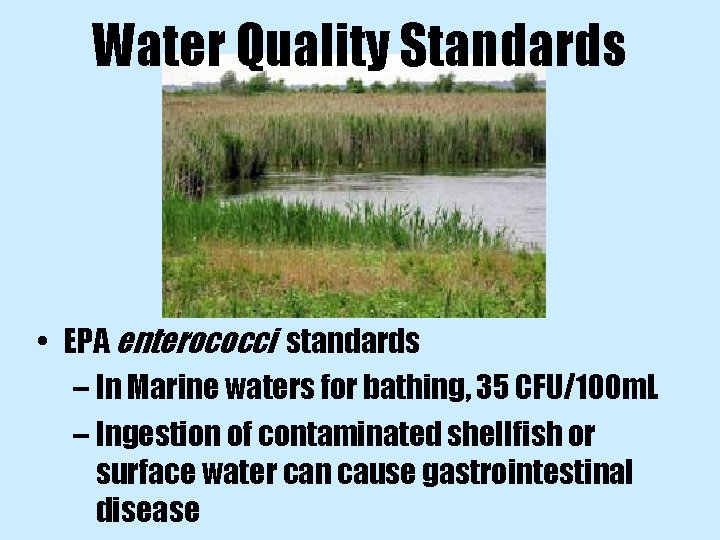 Water Quality Standards • EPA enterococci standards – In Marine waters for bathing, 35