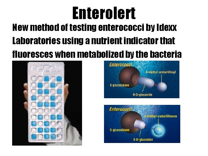 Enterolert New method of testing enterococci by Idexx Laboratories using a nutrient indicator that