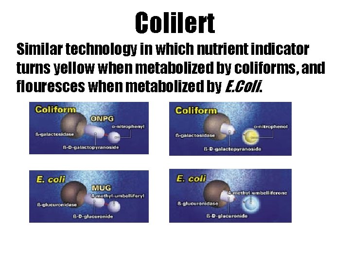 Colilert Similar technology in which nutrient indicator turns yellow when metabolized by coliforms, and