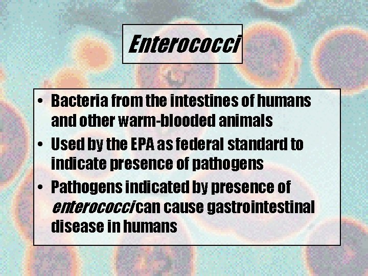 Enterococci • Bacteria from the intestines of humans and other warm-blooded animals • Used