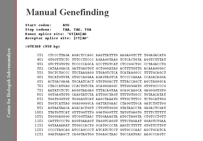 Manual Genefinding Start codon: ATG Stop codons: TAA, TAG, TGA Donor splice site: ^GT[AG]AG