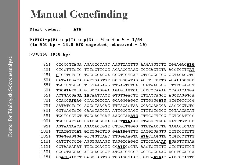 Manual Genefinding Start codon: ATG P(ATG)=p(A) x p(T) x p(G) ~ ¼ x ¼