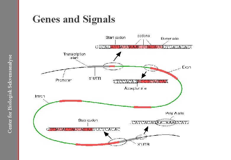 Center for Biologisk Sekvensanalyse Genes and Signals 