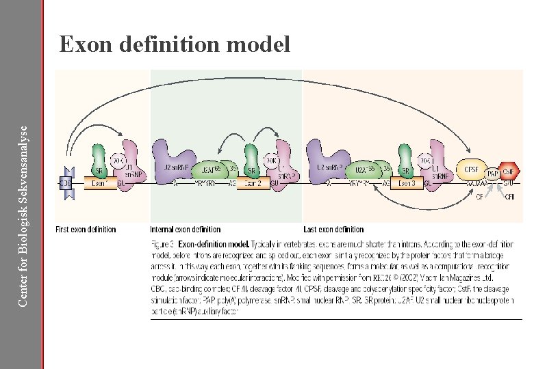 Center for Biologisk Sekvensanalyse Exon definition model 