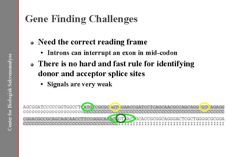 Gene Finding Challenges Center for Biologisk Sekvensanalyse Need the correct reading frame • Introns