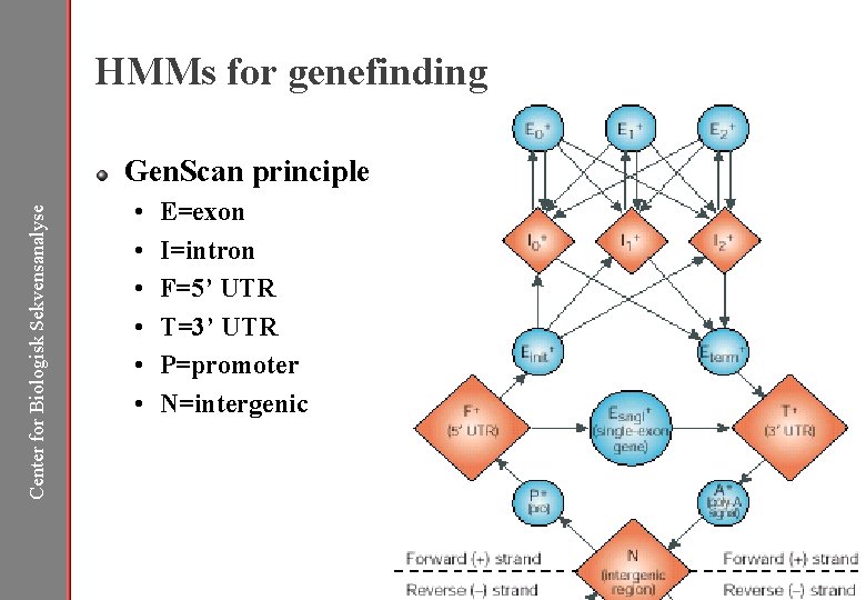 HMMs for genefinding Center for Biologisk Sekvensanalyse Gen. Scan principle • • • E=exon