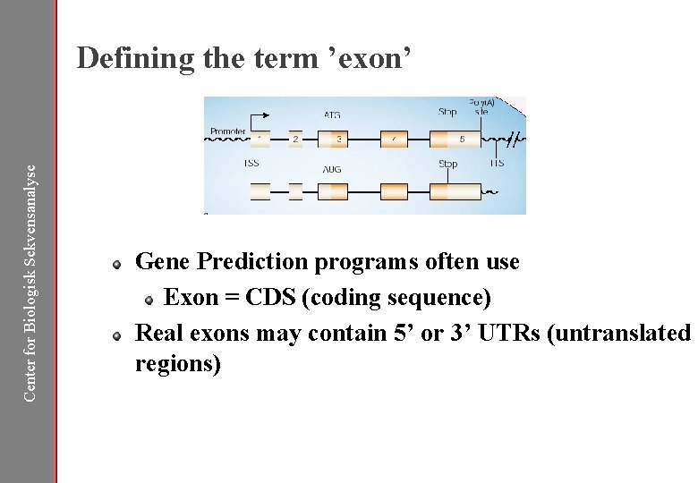 Center for Biologisk Sekvensanalyse Defining the term ’exon’ Gene Prediction programs often use Exon
