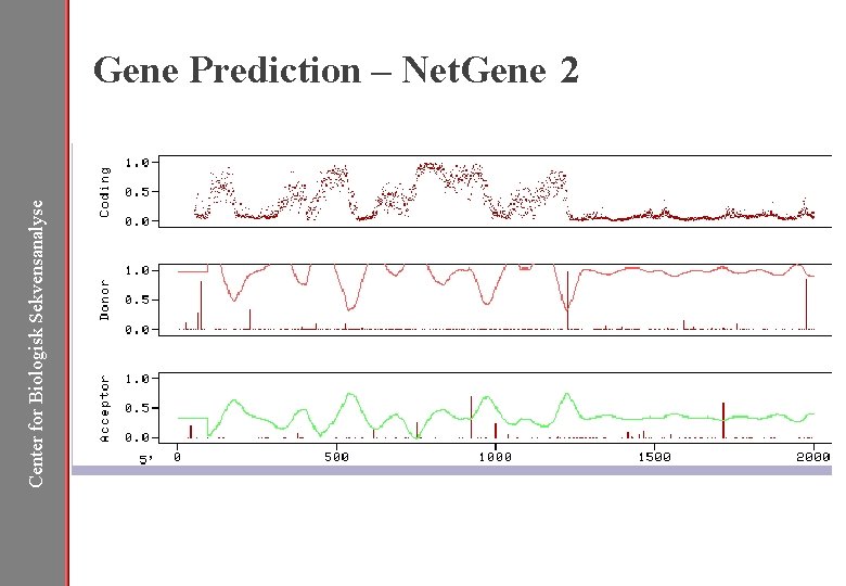 Center for Biologisk Sekvensanalyse Gene Prediction – Net. Gene 2 