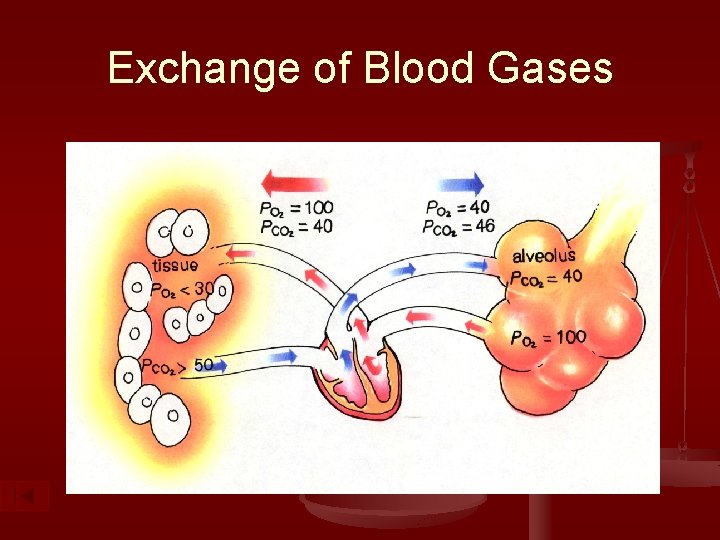 Exchange of Blood Gases 