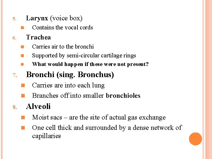 Larynx (voice box) 5. n Contains the vocal cords Trachea 6. n n n