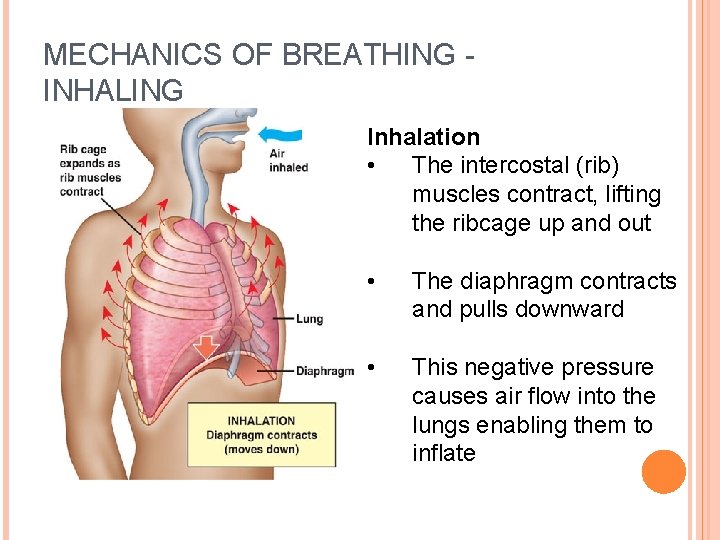 MECHANICS OF BREATHING INHALING Inhalation • The intercostal (rib) muscles contract, lifting the ribcage