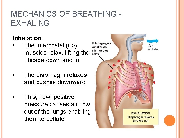 MECHANICS OF BREATHING EXHALING Inhalation • The intercostal (rib) muscles relax, lifting the ribcage