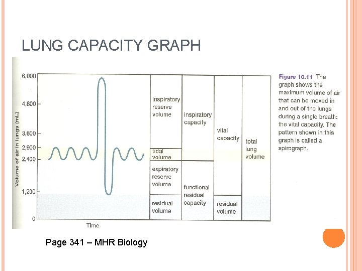 LUNG CAPACITY GRAPH Page 341 – MHR Biology 