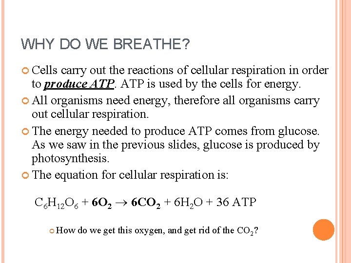WHY DO WE BREATHE? Cells carry out the reactions of cellular respiration in order