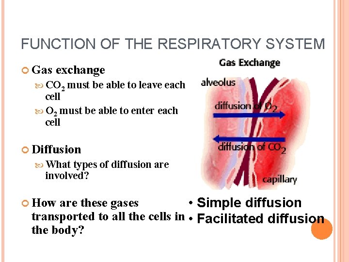 FUNCTION OF THE RESPIRATORY SYSTEM Gas exchange CO 2 must be able to leave