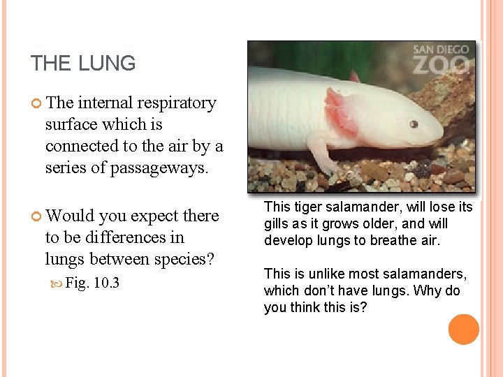THE LUNG The internal respiratory surface which is connected to the air by a