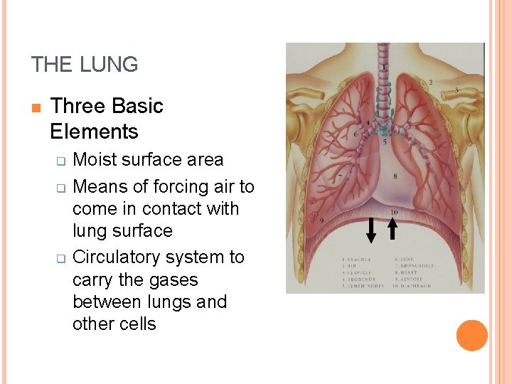 THE LUNG n Three Basic Elements q q q Moist surface area Means of