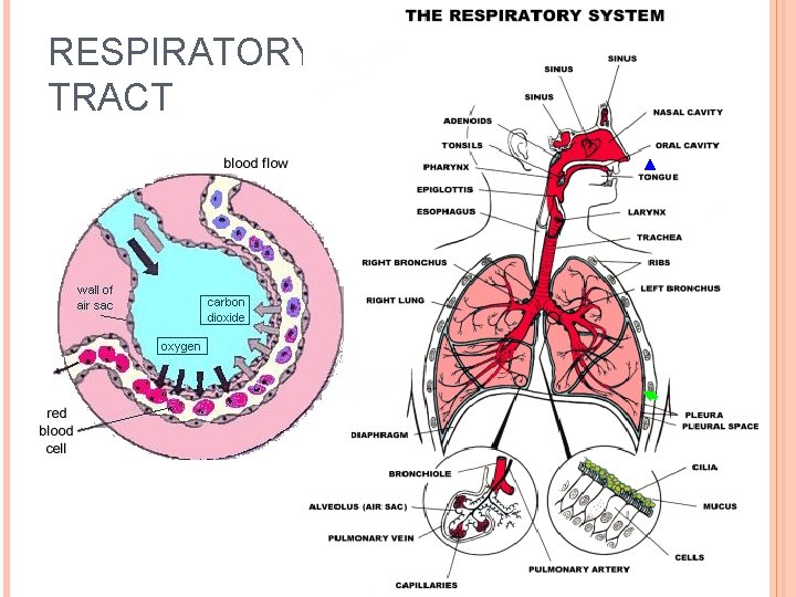 RESPIRATORY TRACT 