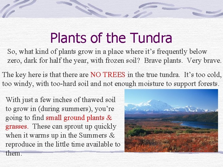 Plants of the Tundra So, what kind of plants grow in a place where