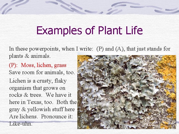 Examples of Plant Life In these powerpoints, when I write: (P) and (A), that