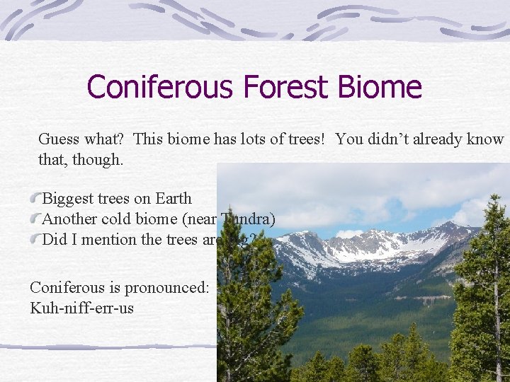 Coniferous Forest Biome Guess what? This biome has lots of trees! You didn’t already