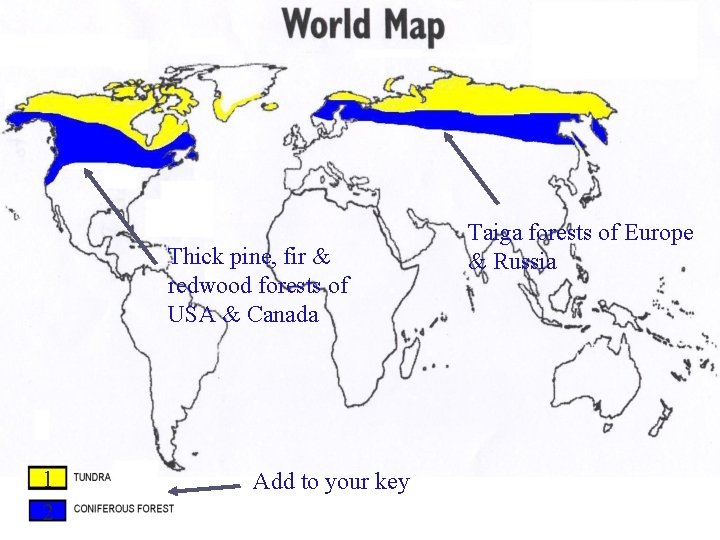 Thick pine, fir & redwood forests of USA & Canada 1 2 Add to