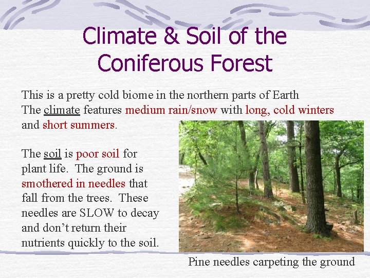 Climate & Soil of the Coniferous Forest This is a pretty cold biome in