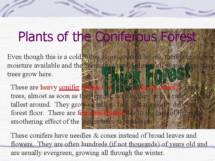 Plants of the Coniferous Forest Even though this is a cold, often snow-covered biome,