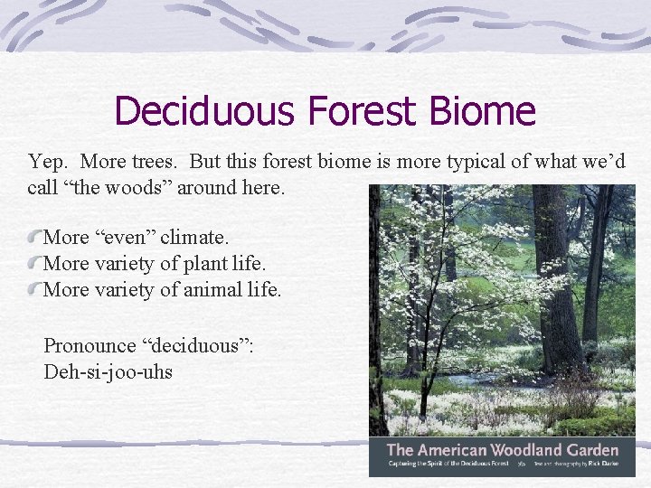 Deciduous Forest Biome Yep. More trees. But this forest biome is more typical of