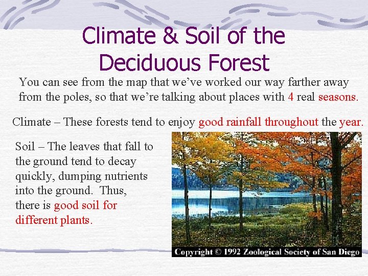 Climate & Soil of the Deciduous Forest You can see from the map that