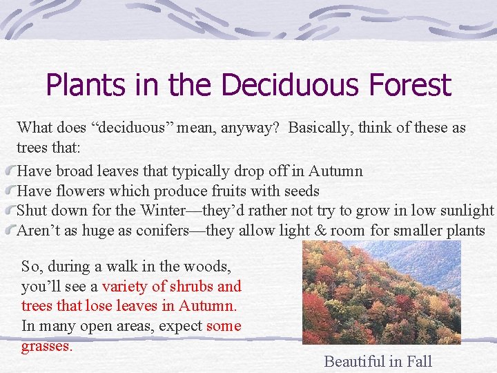 Plants in the Deciduous Forest What does “deciduous” mean, anyway? Basically, think of these