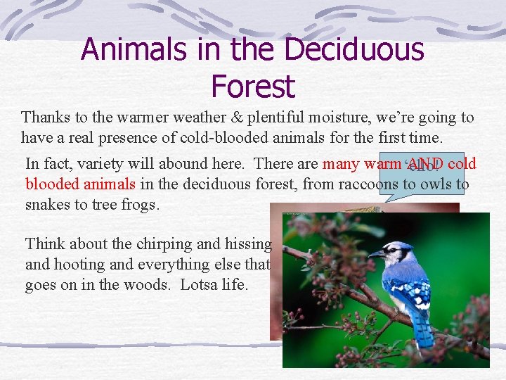 Animals in the Deciduous Forest Thanks to the warmer weather & plentiful moisture, we’re