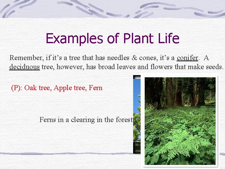 Examples of Plant Life Remember, if it’s a tree that has needles & cones,