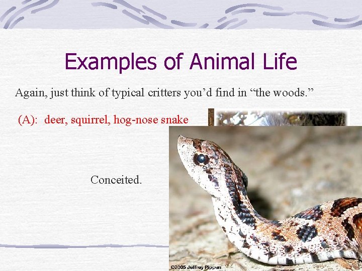 Examples of Animal Life Again, just think of typical critters you’d find in “the